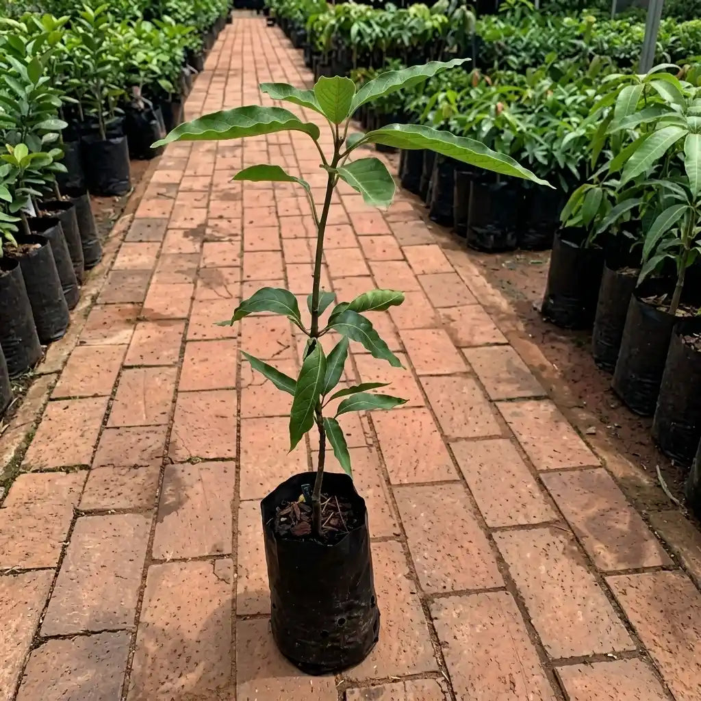 Kolomb Mango grafted live fruit plant in nursery pot with healthy green foliage | Premium mango plant | Keraleaf