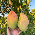 Kilichundan Mango grafted live fruit plant in nursery pot with healthy green foliage | Premium mango plant | Keraleaf