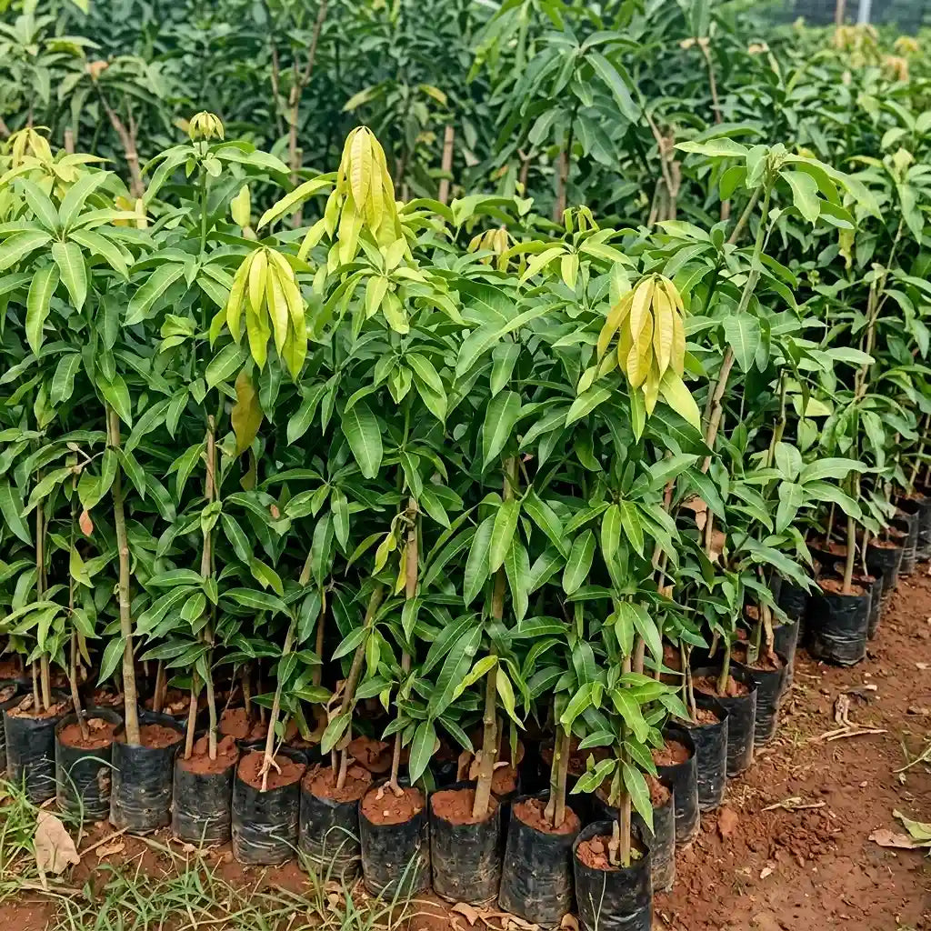 Kilichundan Mango grafted live fruit plant in nursery pot with healthy green foliage | Premium mango plant | Keraleaf