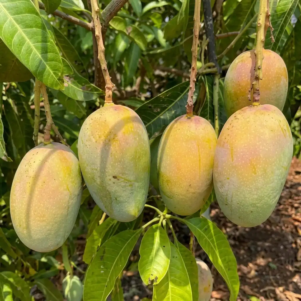 Kesar Mango grafted live fruit plant in nursery pot with healthy green foliage | Premium Indian mango plant | Keraleaf