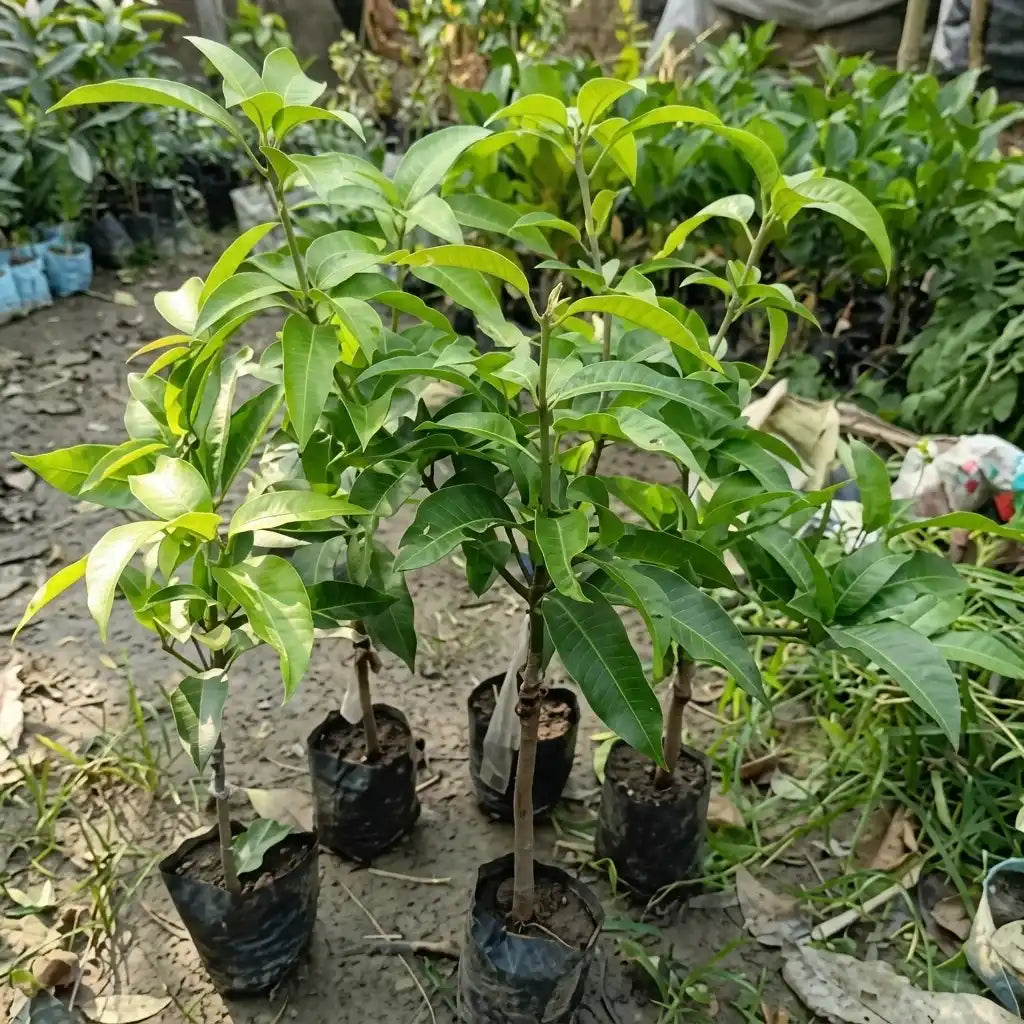 Kesar Mango grafted live fruit plant in nursery pot with healthy green foliage | Premium Indian mango plant | Keraleaf