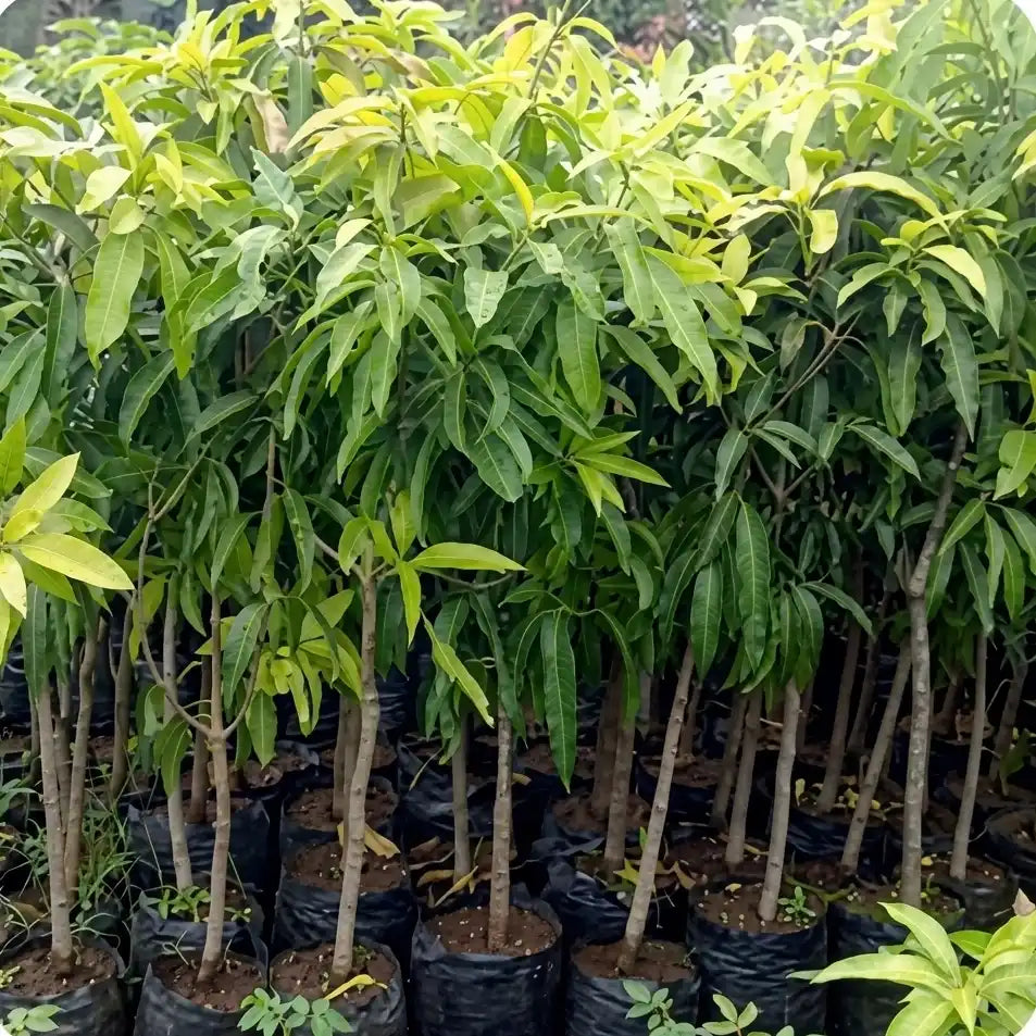 Kalluketty Mango grafted live fruit plant in nursery pot with healthy green foliage | Premium mango plant | Keraleaf