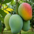 Kalluketty Mango grafted live fruit plant in nursery pot with healthy green foliage | Premium mango plant | Keraleaf