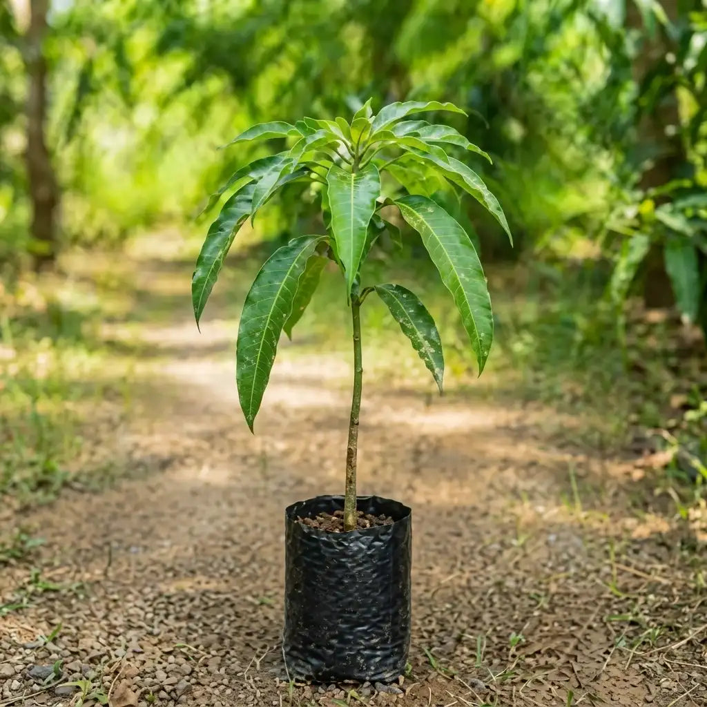 Jahangir Mango strong grafted live fruit plant in nursery pot with healthy green foliage | Premium mango plant | Keraleaf