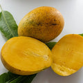 Imam Pasand Mango grafted live fruit plant in nursery pot with healthy green foliage | Premium Indian mango plant | Keraleaf