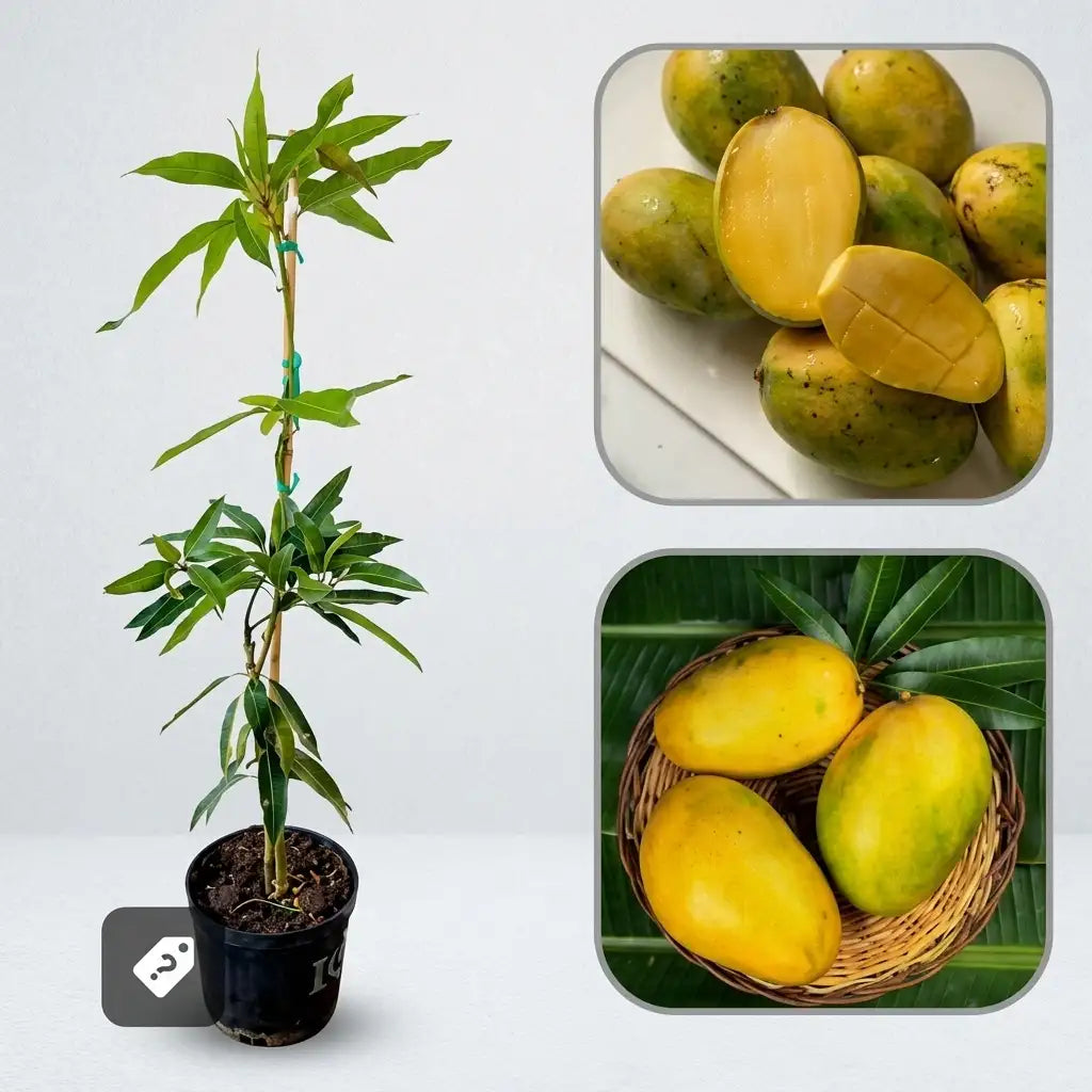 Imam Pasand Mango grafted live fruit plant in nursery pot with healthy green foliage | Premium Indian mango plant | Keraleaf