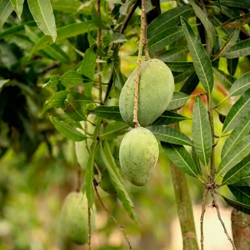 Imam Pasand Mango grafted live fruit plant in nursery pot with healthy green foliage | Premium Indian mango plant | Keraleaf