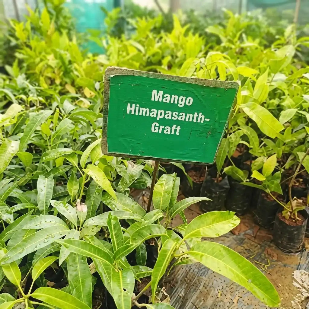 Himapasanth Mango grafted live fruit plant in nursery pot with healthy green foliage | Premium mango plant | Keraleaf