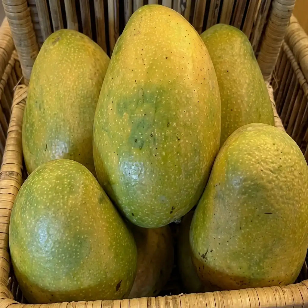 Himapasanth Mango grafted live fruit plant in nursery pot with healthy green foliage | Premium mango plant | Keraleaf