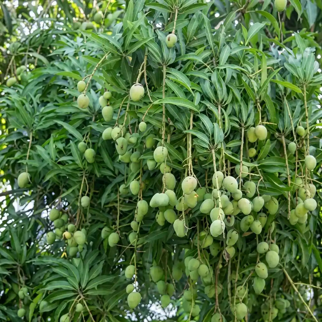 Chandrakaran Mango grafted live fruit plant in nursery pot with healthy green foliage | Premium mango plant | Keraleaf