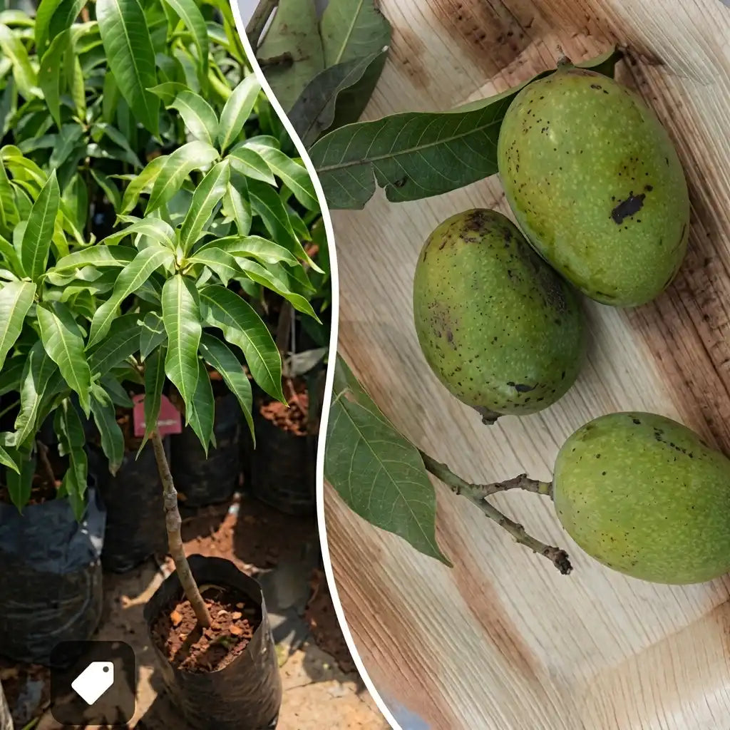 Chandrakaran Mango grafted live fruit plant in nursery pot with healthy green foliage | Premium mango plant | Keraleaf