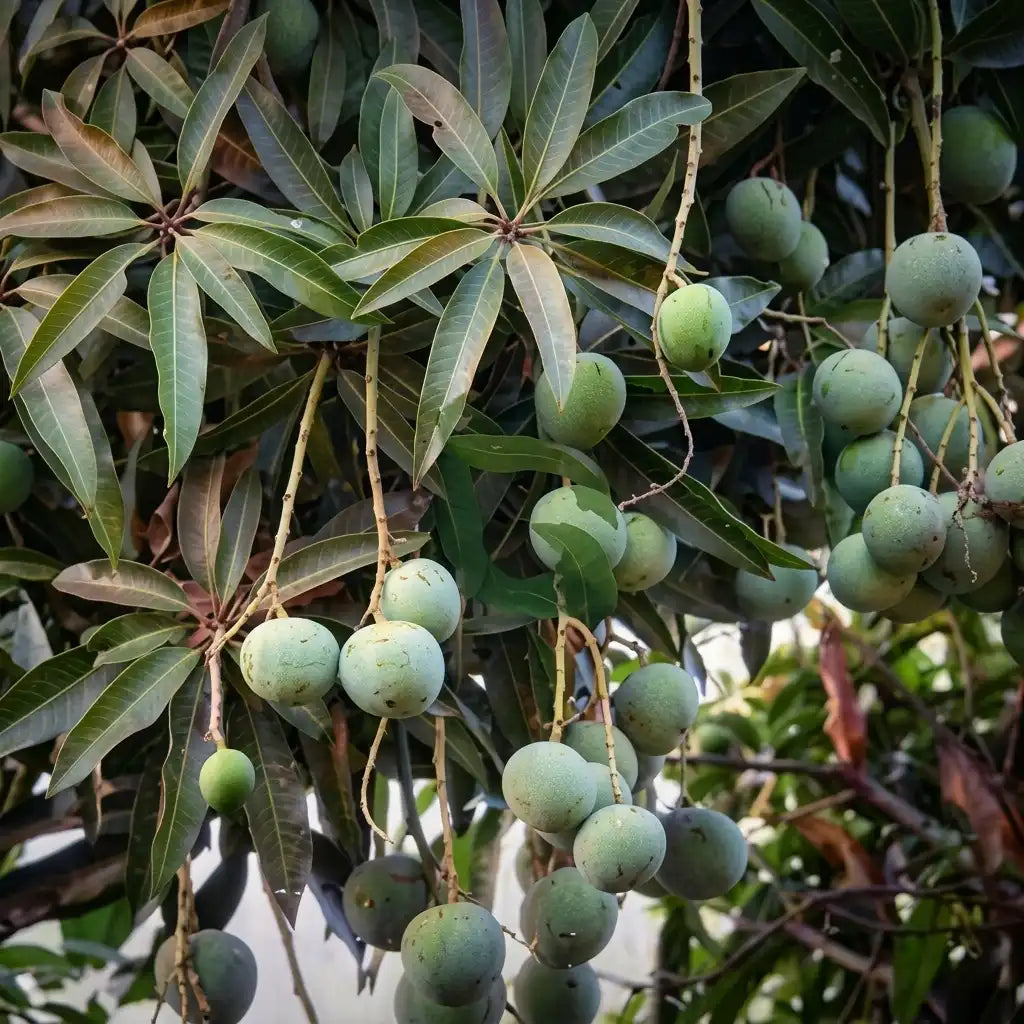 Chakkara Mango budded live fruit plant in nursery pot with healthy green foliage | Premium mango plant | Keraleaf