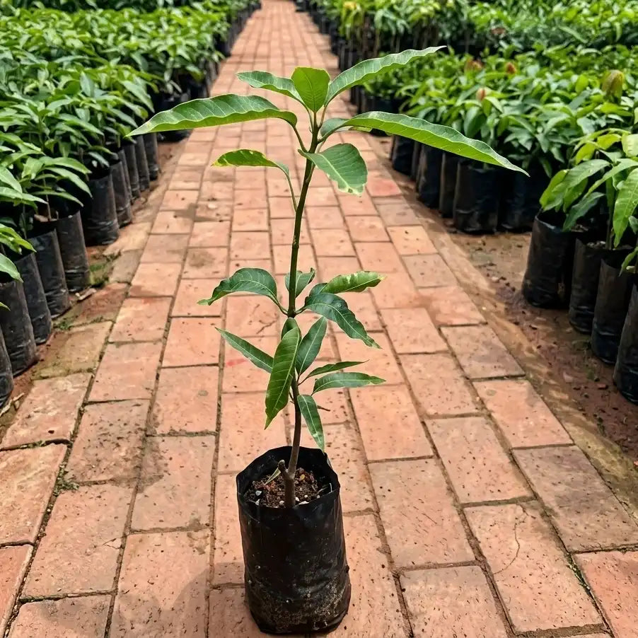 Chakkara Mango budded live fruit plant in nursery pot with healthy green foliage | Premium mango plant | Keraleaf