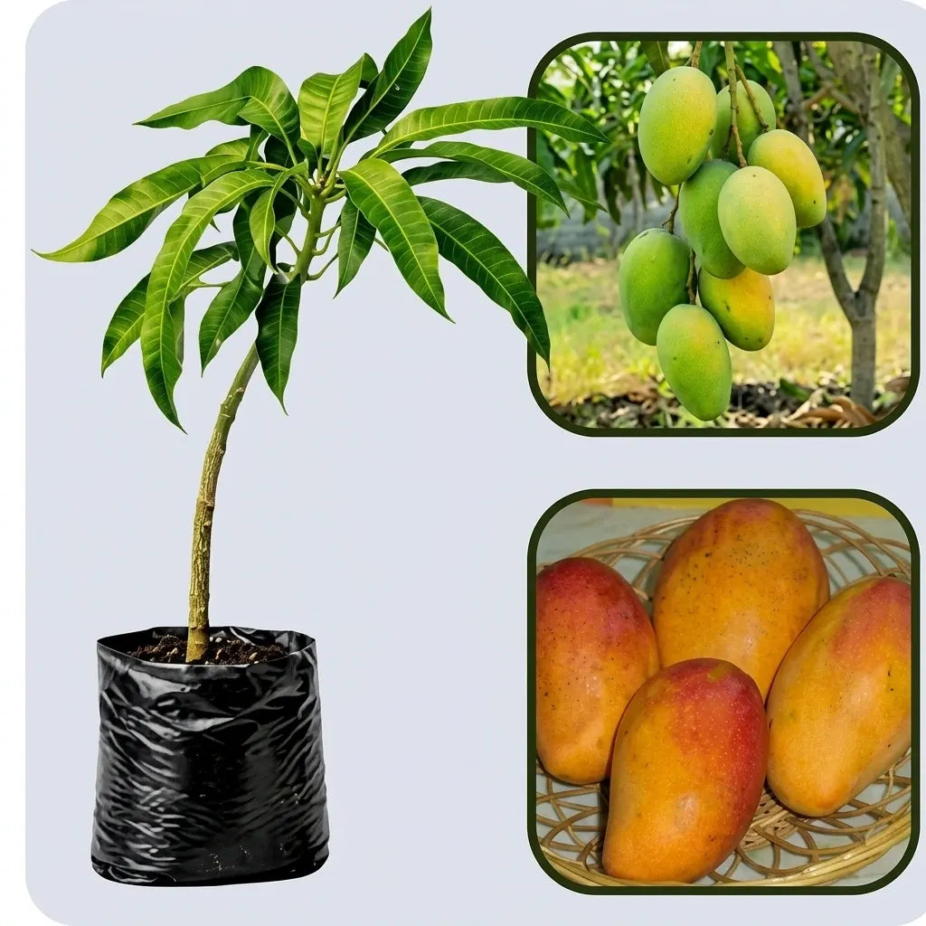 Banganapalle Mango grafted live fruit plant in nursery pot with healthy green foliage | Premium Indian mango plant | Keraleaf