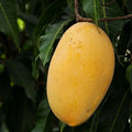 Alphonso Mango grafted live fruit plant in nursery pot with healthy green foliage | Premium Indian mango plant | Keraleaf