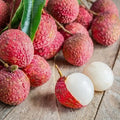 Indian Lychee layered live fruit plant in nursery pot with healthy green foliage | Premium tropical fruit plant | Keraleaf