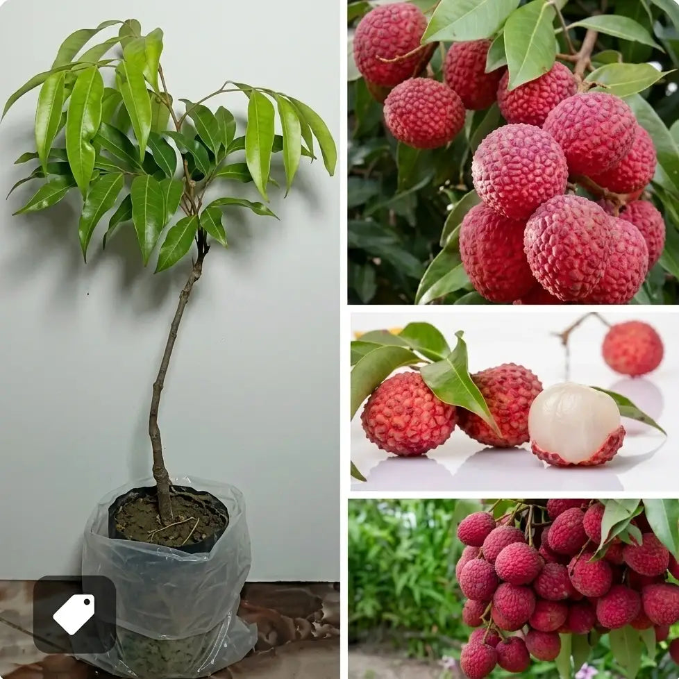 Indian Lychee layered live fruit plant in nursery pot with healthy green foliage | Premium tropical fruit plant | Keraleaf