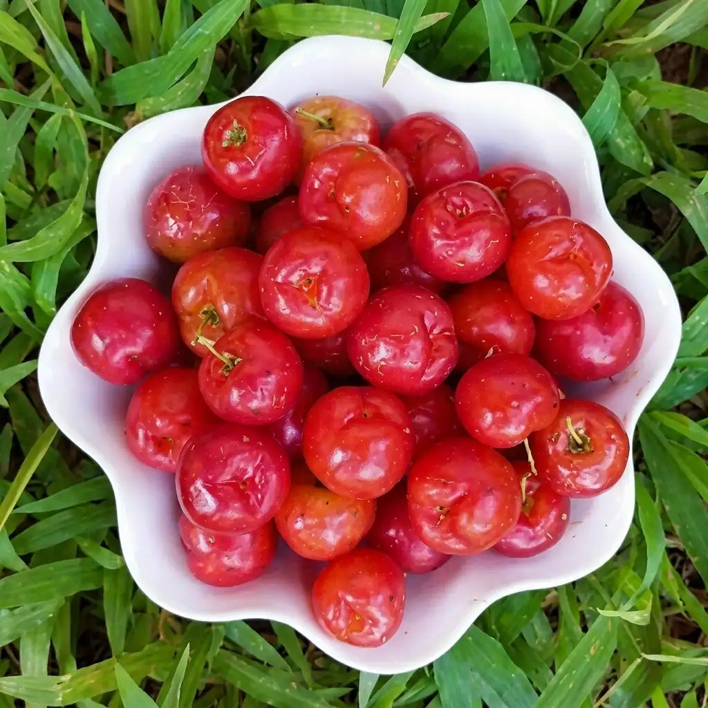 Luvikka (Lovlolika) layered live fruit plant in nursery pot with healthy green foliage | Rare tropical fruit plant | Keraleaf