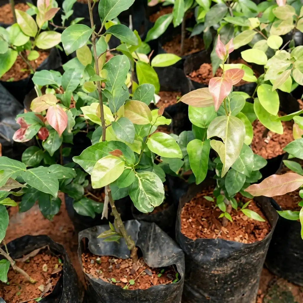Luvikka (Lovlolika) layered live fruit plant in nursery pot with healthy green foliage | Rare tropical fruit plant | Keraleaf