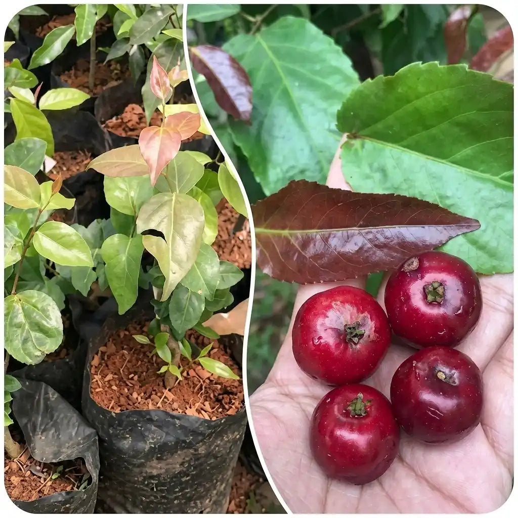 Sweet Luvikka (Lovlolika) layered live fruit plant in nursery pot with healthy green foliage | Rare tropical fruit plant | Keraleaf