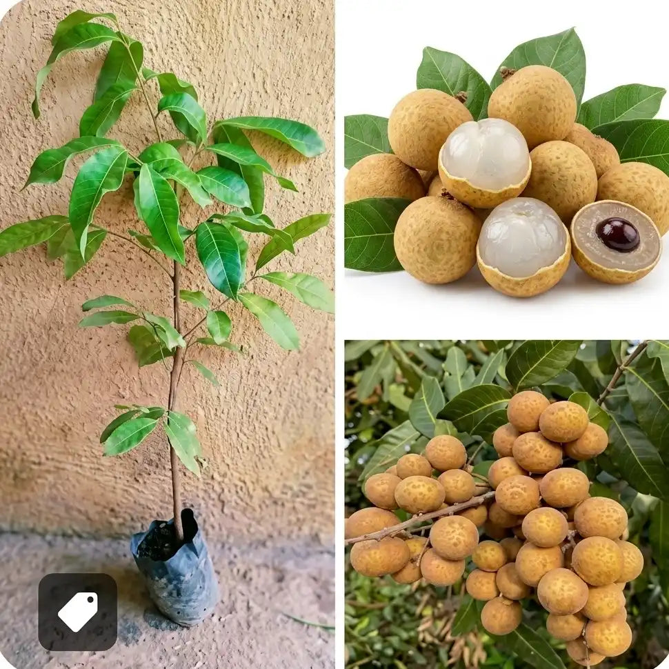 Ping Pong Longan layered live fruit plant in nursery pot with healthy green foliage | Premium tropical fruit plant | Keraleaf