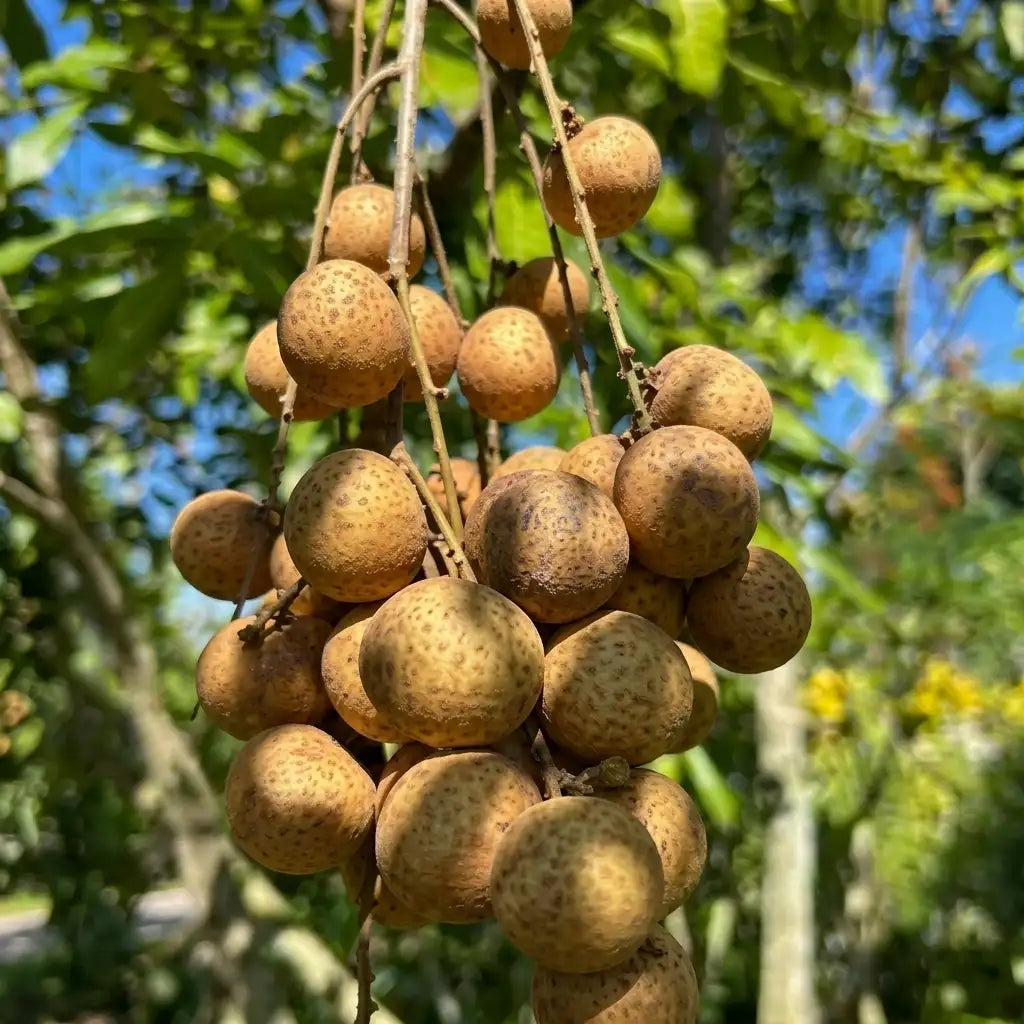 Ping Pong Longan layered live fruit plant in nursery pot with healthy green foliage | Premium tropical fruit plant | Keraleaf