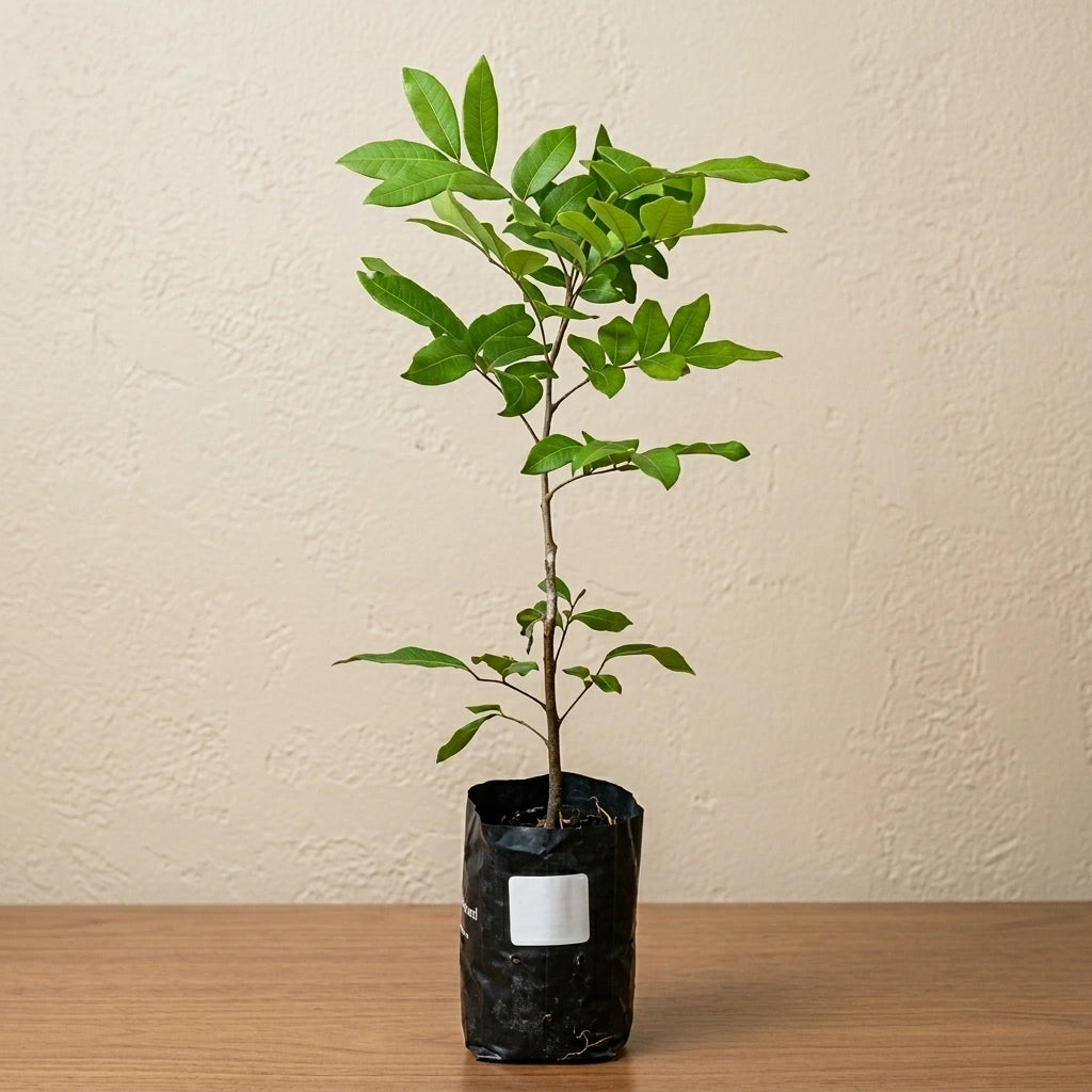 Diamond River Longan layered live fruit plant in nursery pot with healthy green foliage | Premium tropical fruit plant | Keraleaf