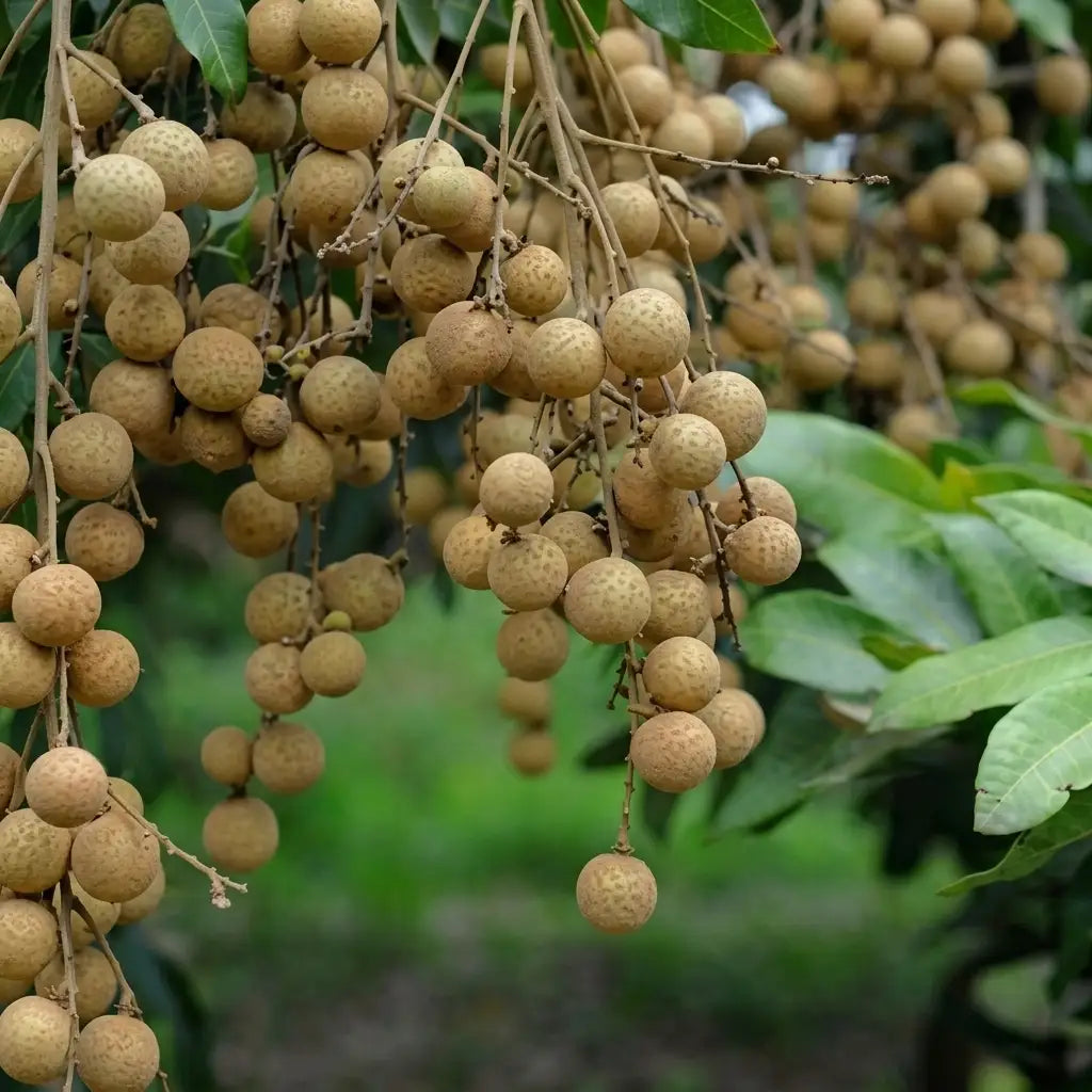 Diamond River Longan layered live fruit plant in nursery pot with healthy green foliage | Premium tropical fruit plant | Keraleaf