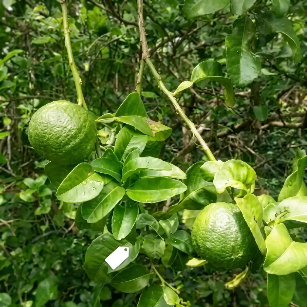Vadukapuli (Giant Bitter Pickle Lime) layered live fruit plant in nursery pot with healthy green foliage | Premium citrus fruit plant | Keraleaf