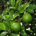 Vadukapuli (Giant Bitter Pickle Lime) layered live fruit plant in nursery pot with healthy green foliage | Premium citrus fruit plant | Keraleaf