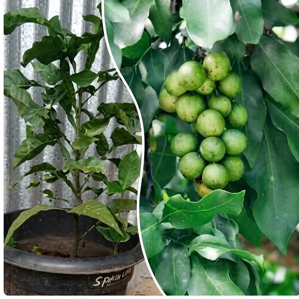 Spanish Lime layered live fruit plant in nursery pot with healthy green foliage | Exotic tropical fruit plant | Keraleaf