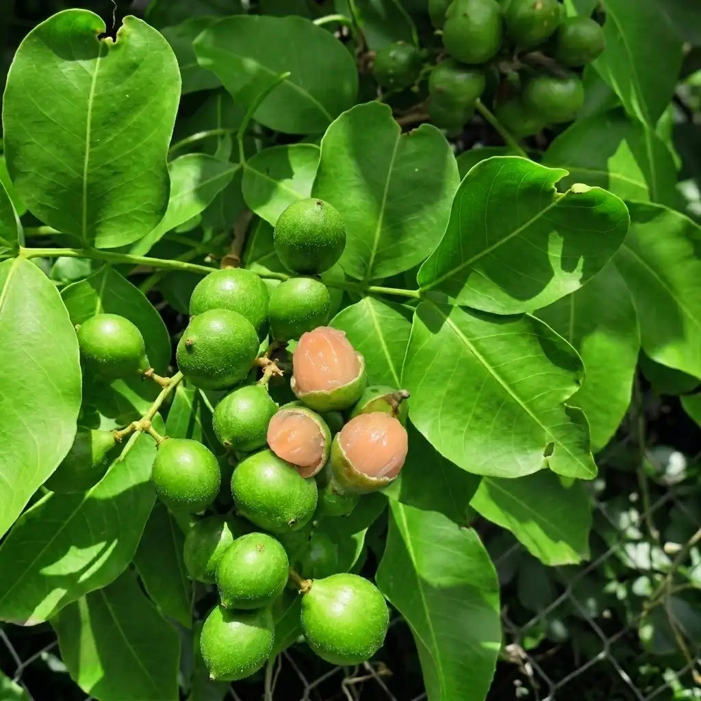 Spanish Lime layered live fruit plant in nursery pot with healthy green foliage | Exotic tropical fruit plant | Keraleaf