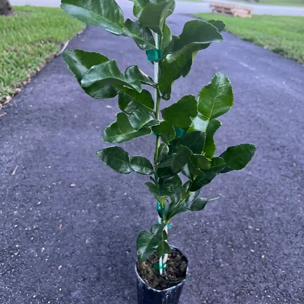 Kaffir Lime (Makrut Lime) layered live fruit plant in nursery pot with healthy green foliage | Aromatic citrus fruit plant | Keraleaf