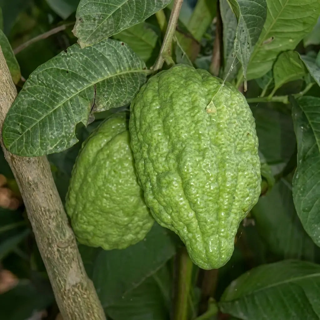 Ganapathi Naragam layered live fruit plant in nursery pot with healthy green foliage | Premium citrus fruit plant | Keraleaf
