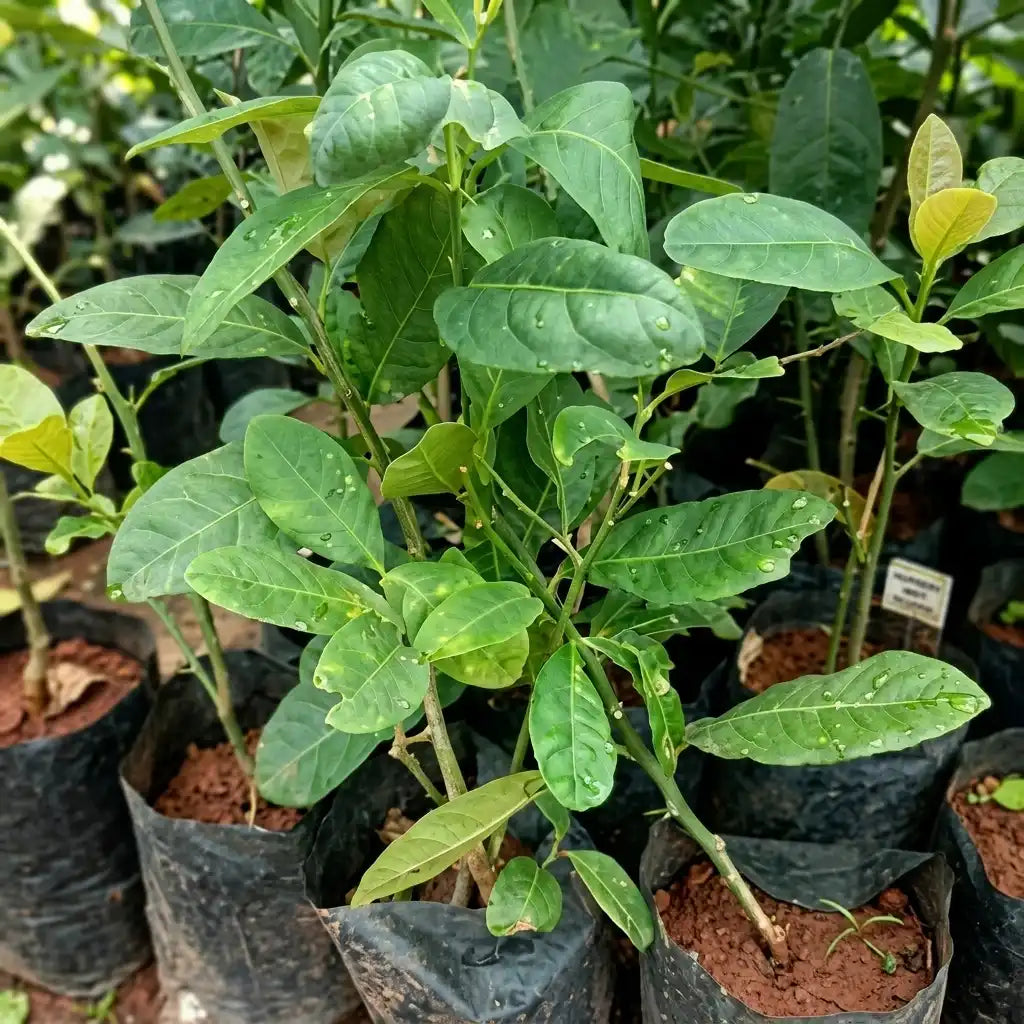 Ganapathi Naragam layered live fruit plant in nursery pot with healthy green foliage | Premium citrus fruit plant | Keraleaf