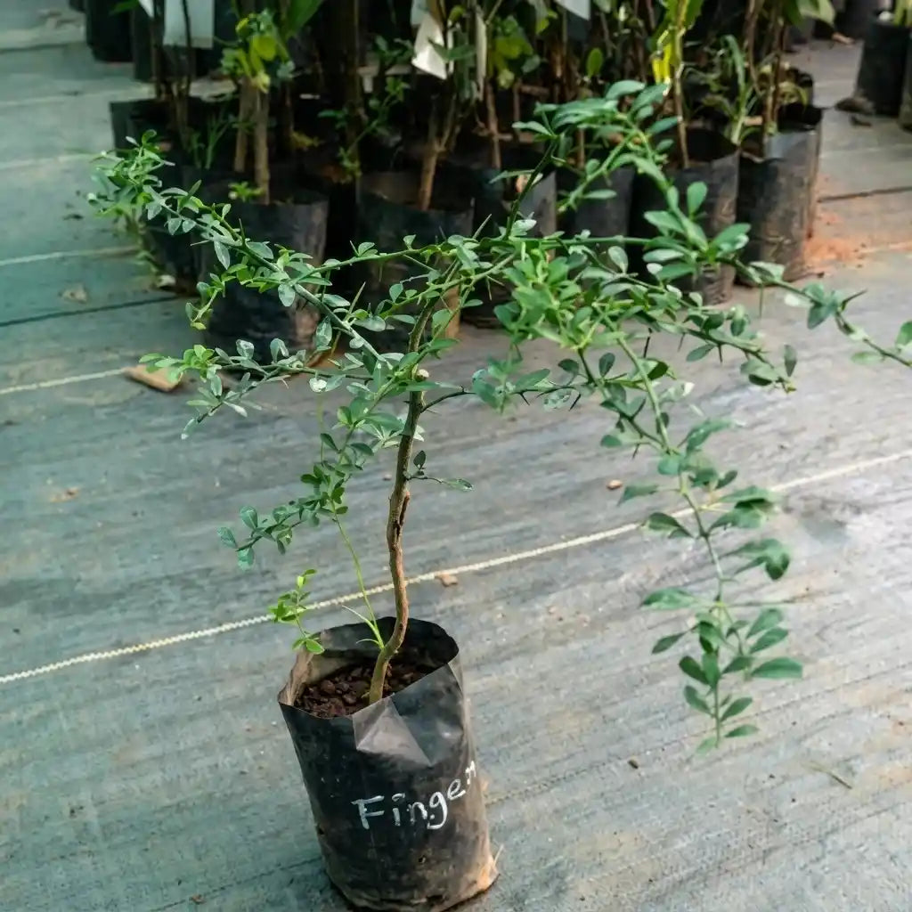 Finger Lime (Caviar Lime) layered live fruit plant in nursery pot with healthy green foliage | Premium exotic citrus plant | Keraleaf