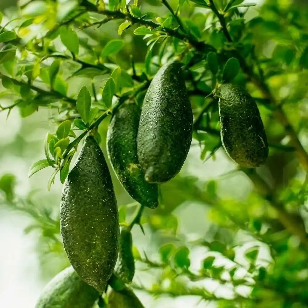 Finger Lime (Caviar Lime) layered live fruit plant in nursery pot with healthy green foliage | Premium exotic citrus plant | Keraleaf