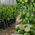 Thailand Big Lemon (Cherunaranga) layered live plant in nursery pot with healthy green foliage | Premium citrus fruit plant | Keraleaf