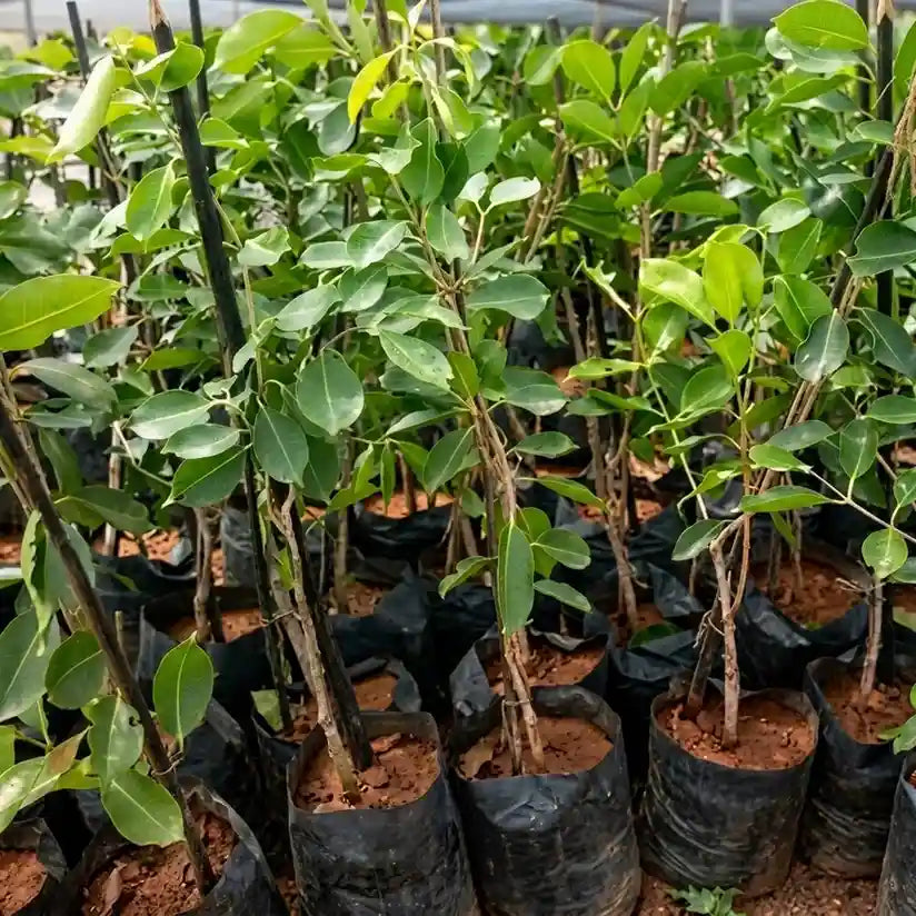 Black Jamun (Njaval Pazham) live fruit plant in nursery pot with healthy green foliage | Premium tropical fruit plant | Keraleaf