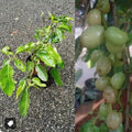 White Jamun (Njaval) grafted live fruit plant in nursery pot with healthy green foliage | Rare tropical fruit plant | Keraleaf