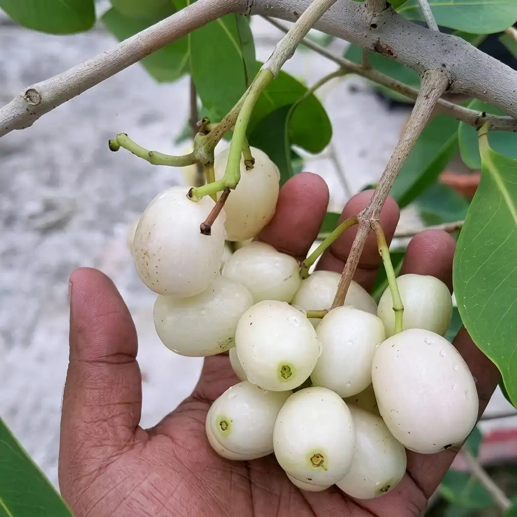 White Jamun (Njaval) grafted live fruit plant in nursery pot with healthy green foliage | Rare tropical fruit plant | Keraleaf