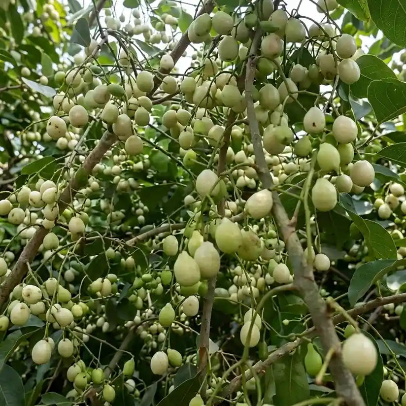 White Jamun (Njaval) grafted live fruit plant in nursery pot with healthy green foliage | Rare tropical fruit plant | Keraleaf