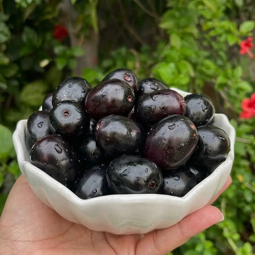 Seedless Jamun (Njaval) grafted live fruit plant in nursery pot with healthy green foliage | Premium tropical fruit plant | Keraleaf