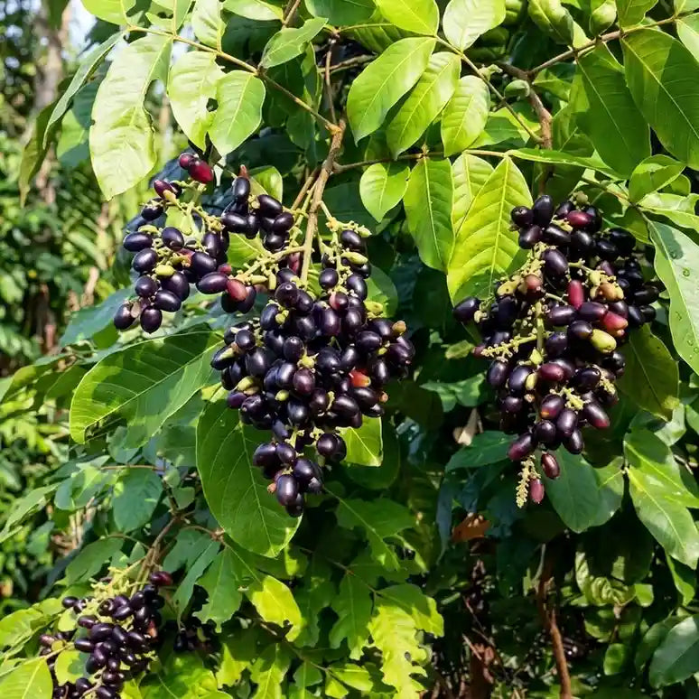 Seedless Jamun (Njaval) grafted live fruit plant in nursery pot with healthy green foliage | Premium tropical fruit plant | Keraleaf