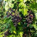 Seedless Jamun (Njaval) grafted live fruit plant in nursery pot with healthy green foliage | Premium tropical fruit plant | Keraleaf