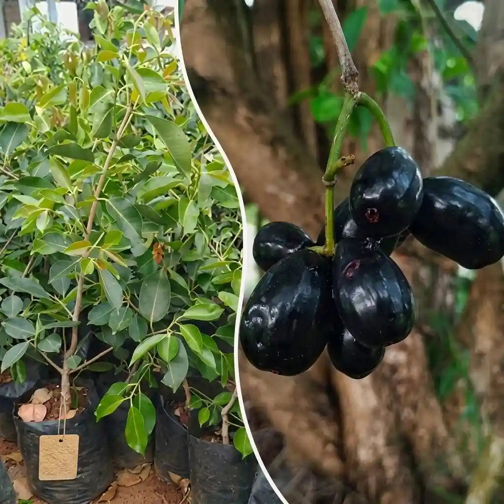 Seedless Jamun (Njaval) grafted live fruit plant in nursery pot with healthy green foliage | Premium tropical fruit plant | Keraleaf