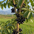 Boroli Jumbo Jamun (Njaval) grafted live fruit plant in nursery pot with healthy green foliage | Premium tropical fruit plant | Keraleaf