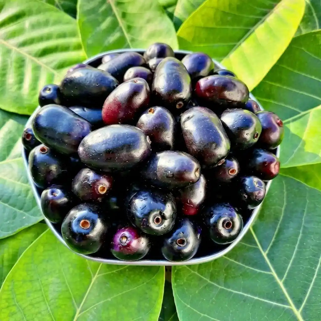 Boroli Jumbo Jamun (Njaval) grafted live fruit plant in nursery pot with healthy green foliage | Premium tropical fruit plant | Keraleaf