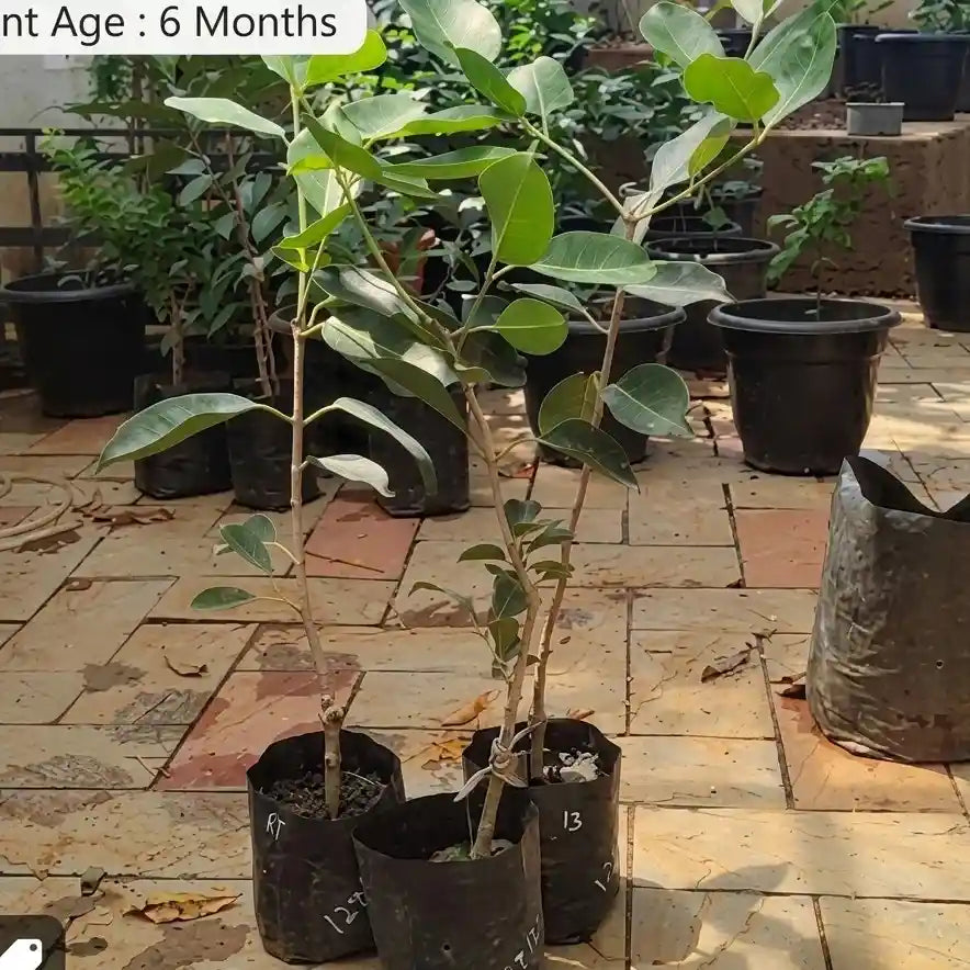 Boroli Jumbo Jamun (Njaval) grafted live fruit plant in nursery pot with healthy green foliage | Premium tropical fruit plant | Keraleaf