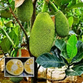 Vietnam Early Gold Jackfruit (365 Days Jack) budded live fruit plant in nursery pot with healthy green foliage | Premium jackfruit plant | Keraleaf